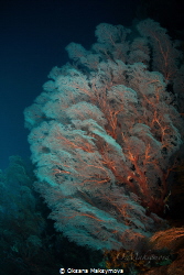 White Sea Fan Coral On The Reef by Oksana Maksymova 